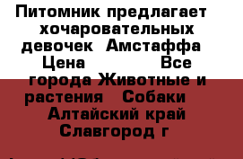 Питомник предлагает 2-хочаровательных девочек  Амстаффа › Цена ­ 25 000 - Все города Животные и растения » Собаки   . Алтайский край,Славгород г.